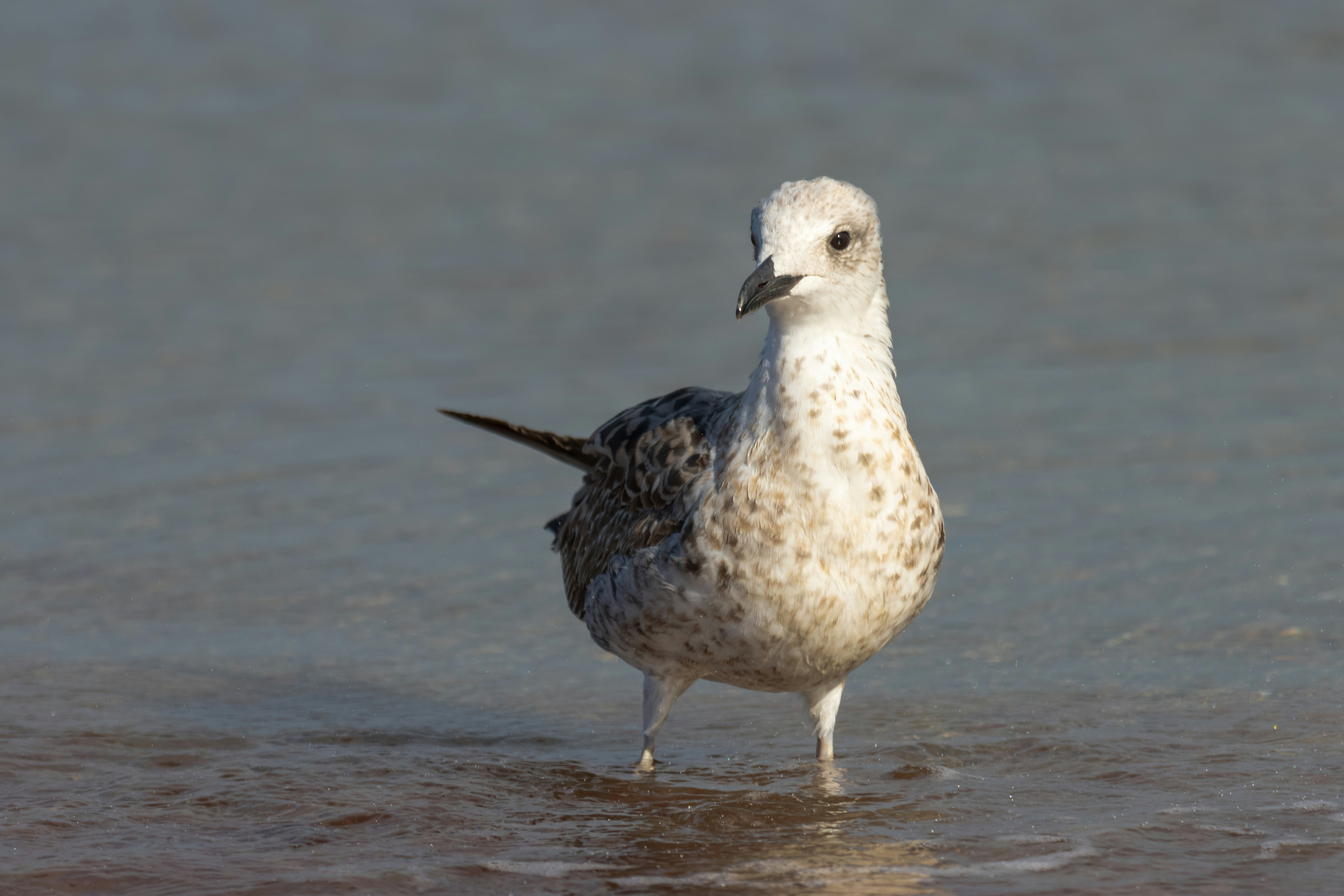 Photo by mechaowlstudios