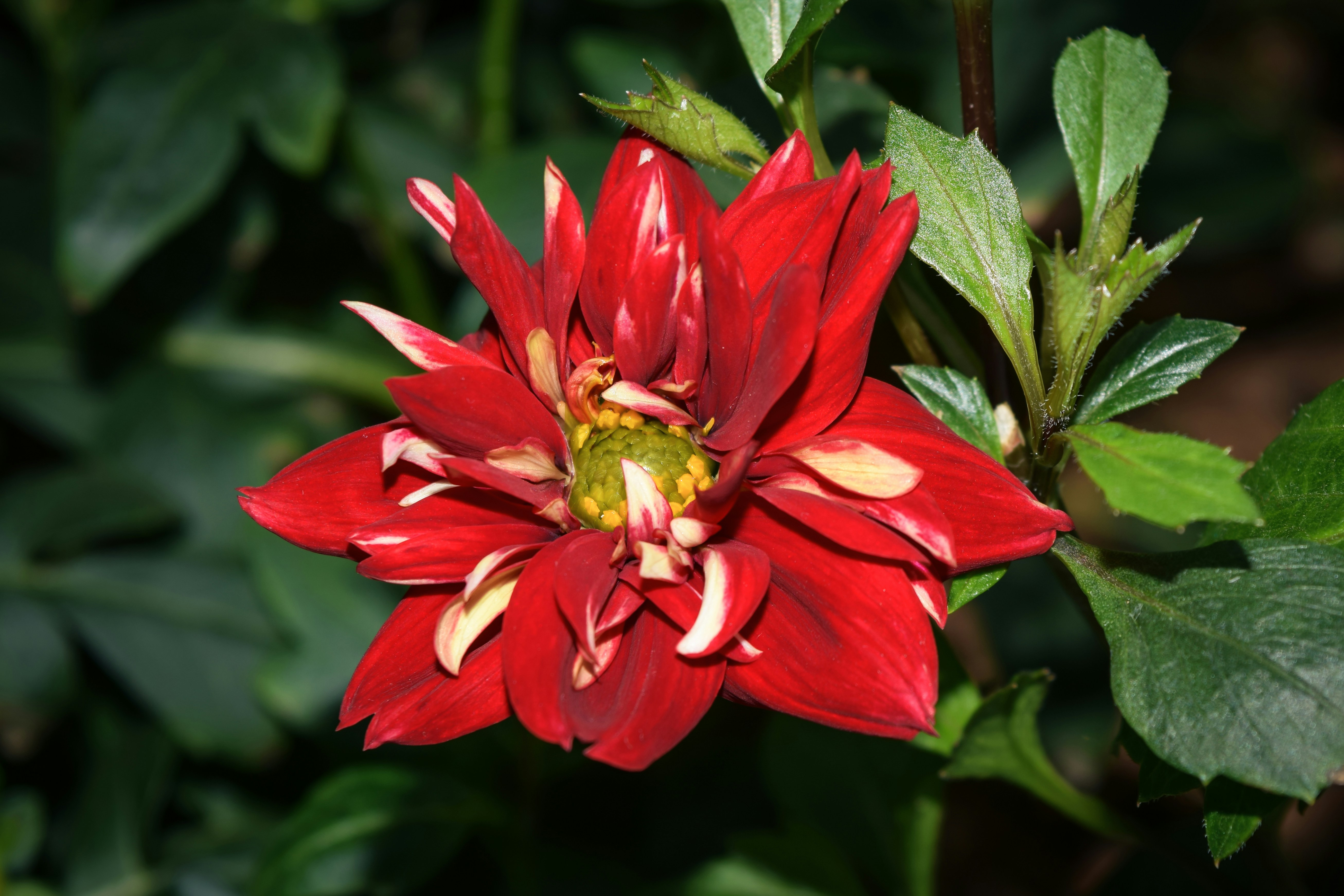 Photo by mechaowlstudios