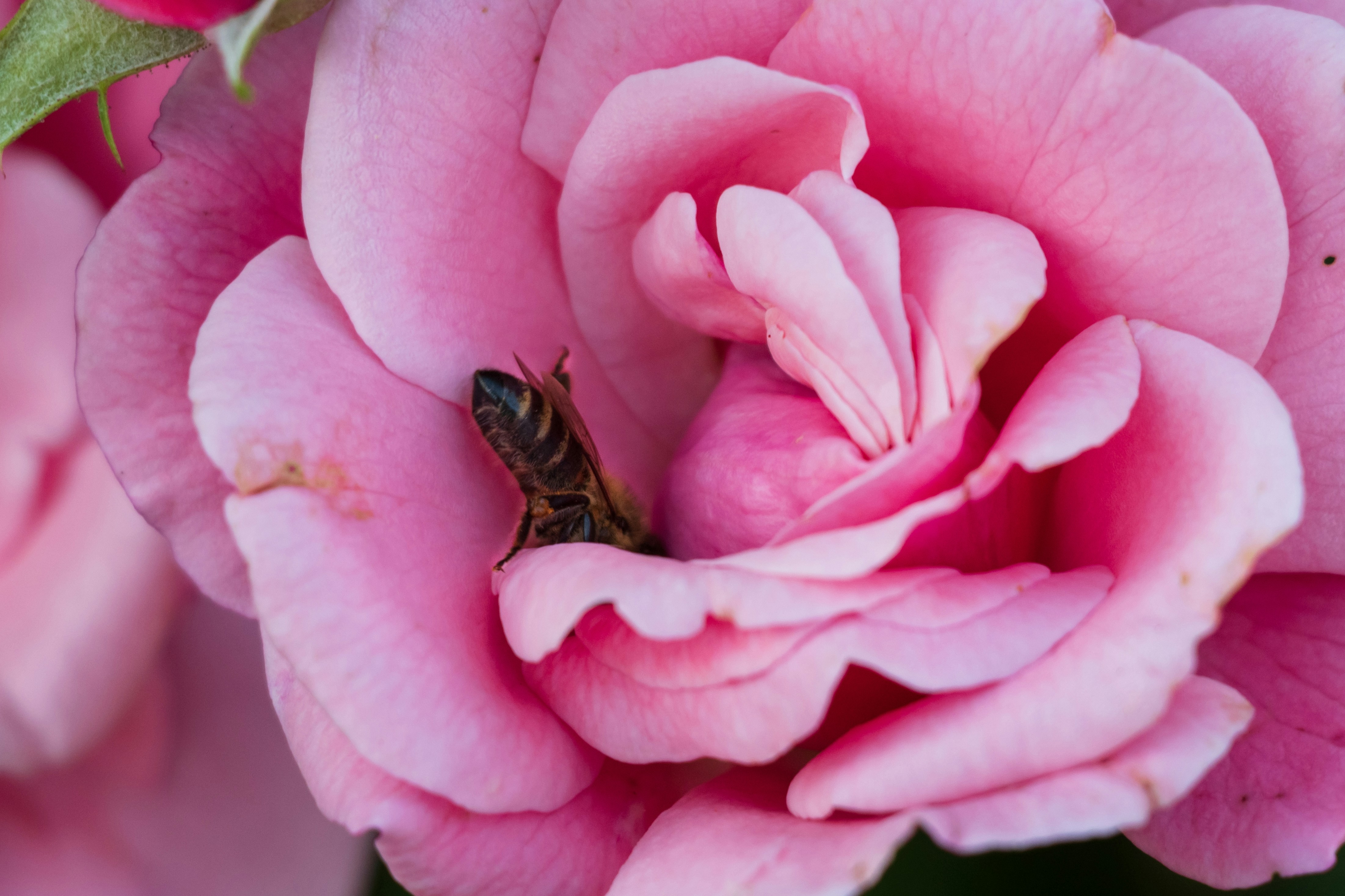 Photo by mechaowlstudios