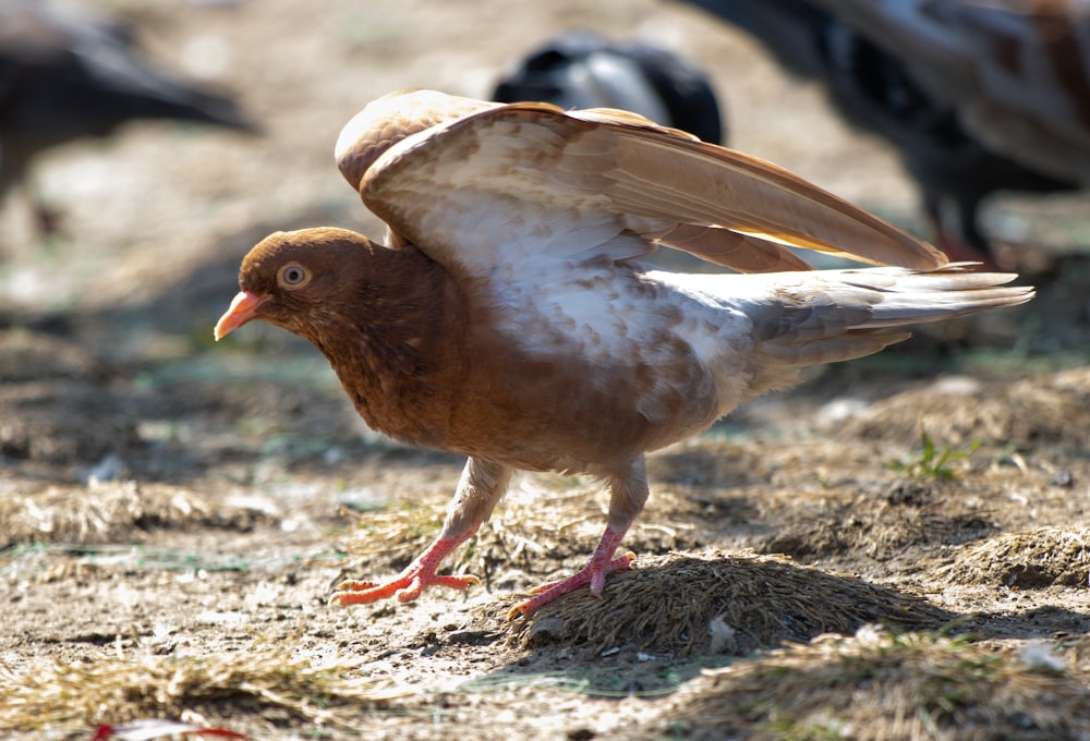 a brown and white bird standing on top of a dirt field
