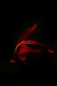 A vibrant red Betta fish with flowing fins against a dark background, showcasing its elegant movement and striking coloration.