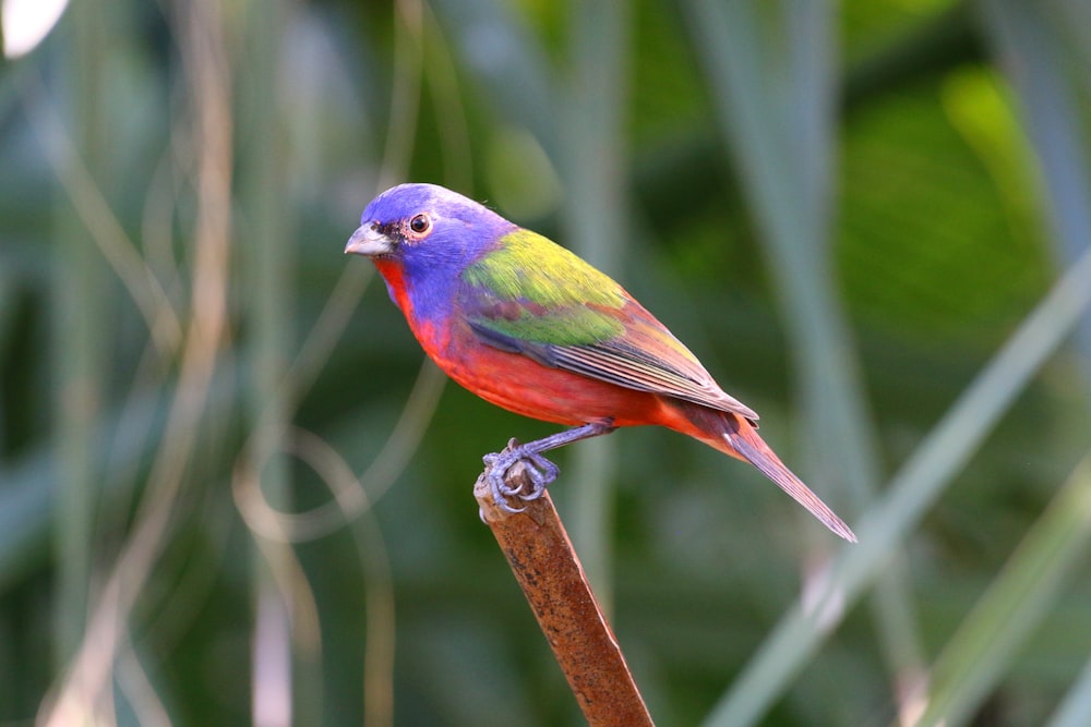 a colorful bird perched on top of a wooden stick