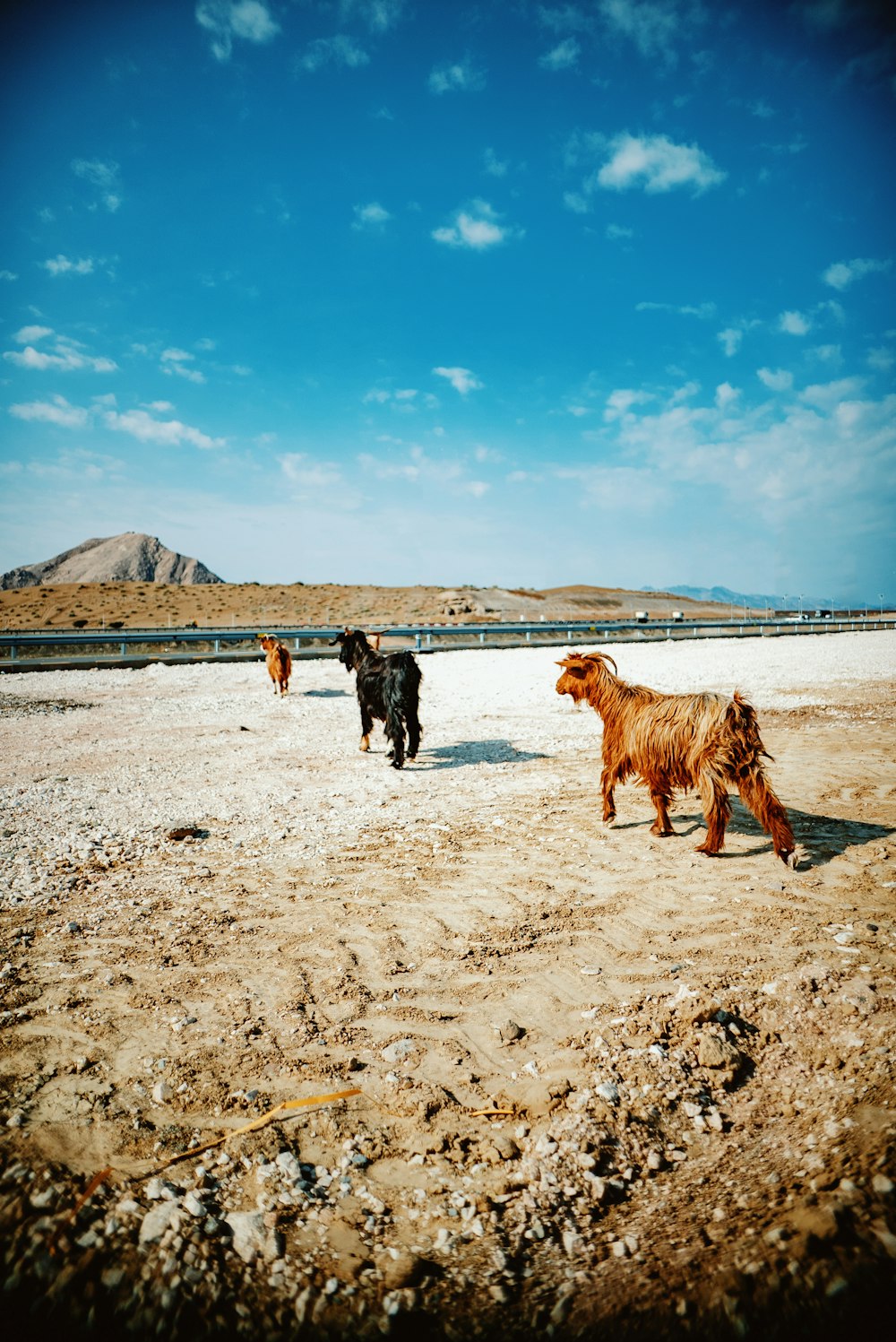 a group of dogs walking across a sandy field