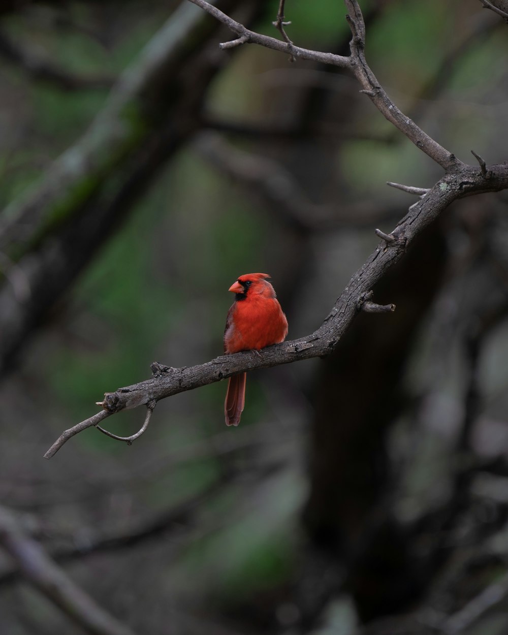 a small red bird perched on a tree branch