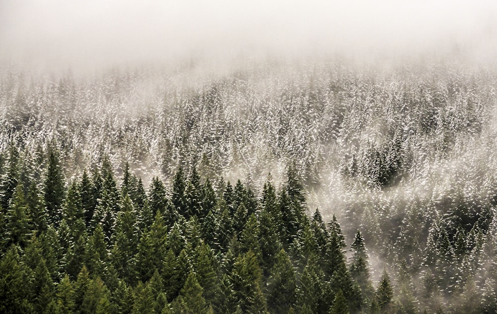 a forest covered in snow next to a forest filled with trees