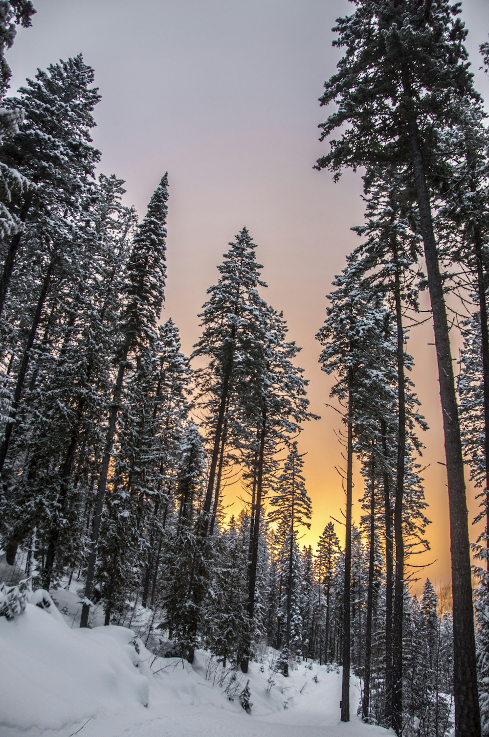 a forest filled with lots of tall trees covered in snow