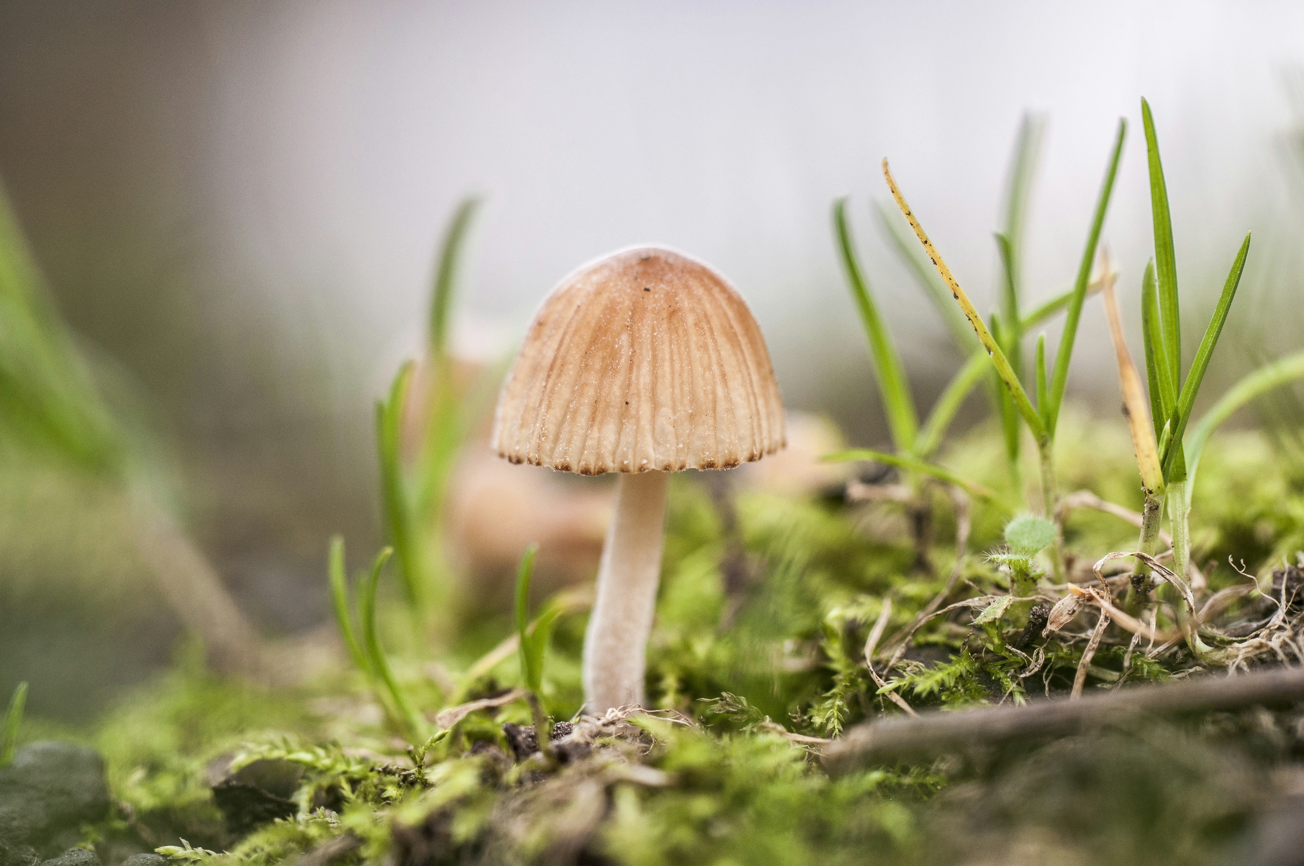 a small mushroom sitting on top of a moss covered ground