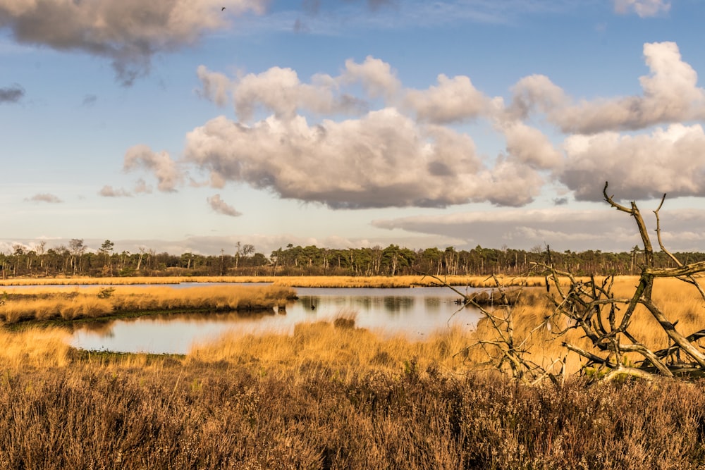 a body of water surrounded by dry grass