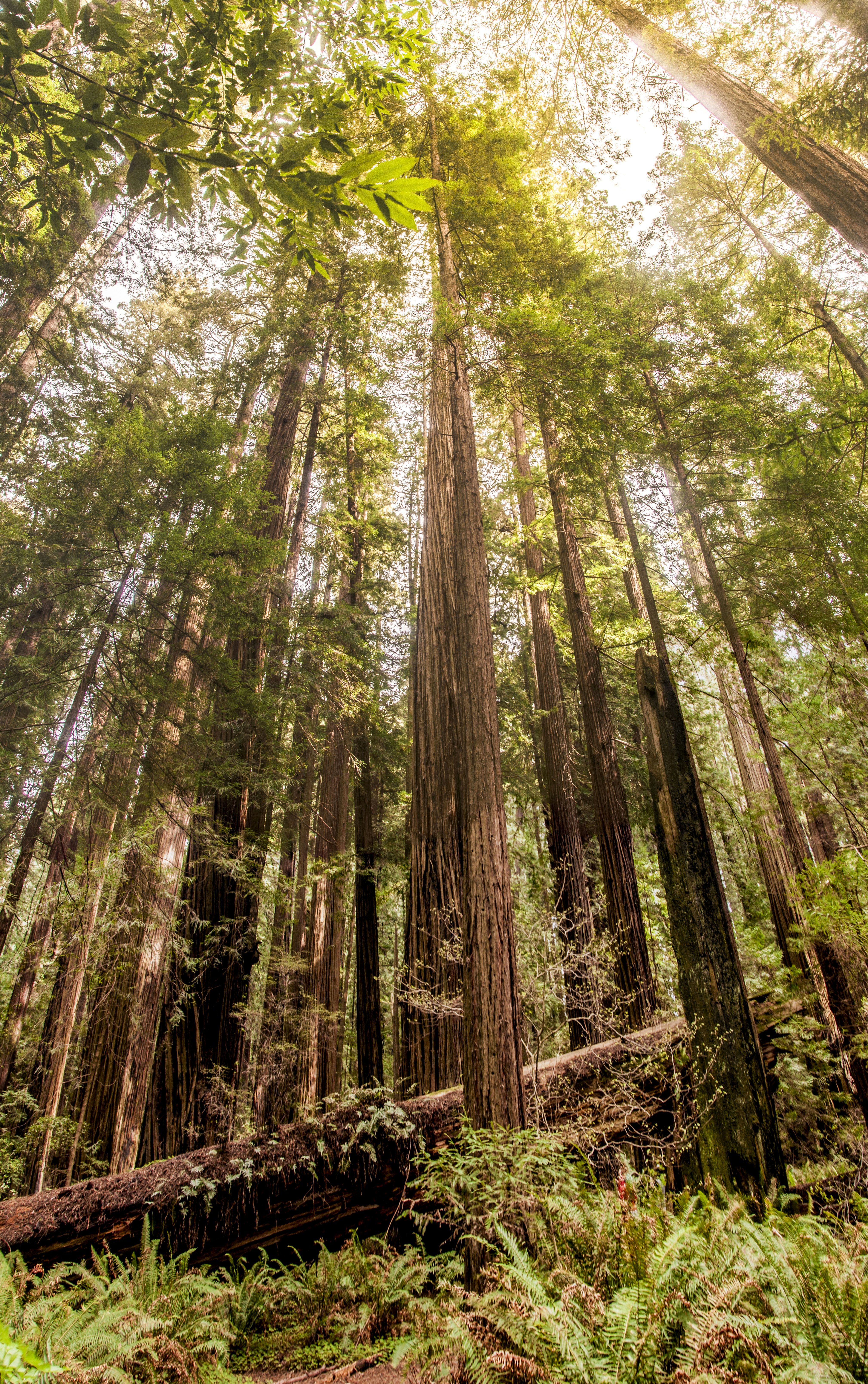a forest filled with lots of tall trees