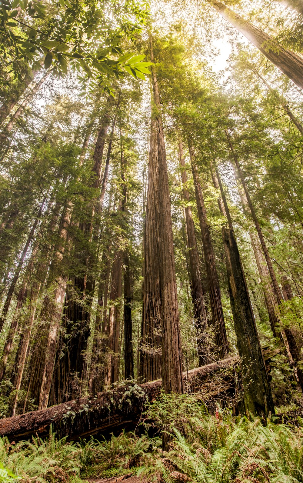 a forest filled with lots of tall trees