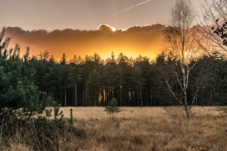 Sunset over a dense forest with a field in the foreground. The sky is illuminated in warm hues as the sun sets behind dark clouds. Evergreen trees and bare branches are visible, enhancing the serene landscape.