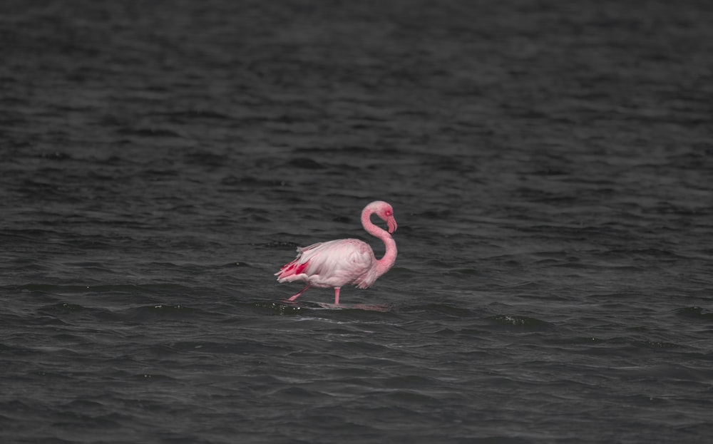 a pink flamingo wading in a body of water