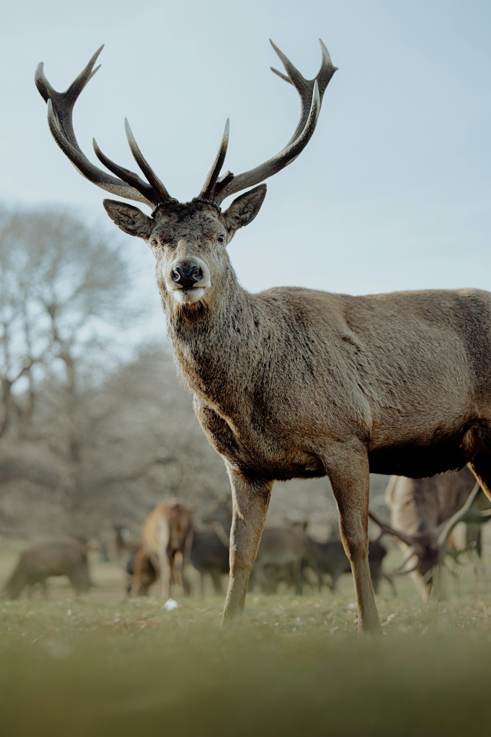 a deer with large antlers standing in a field