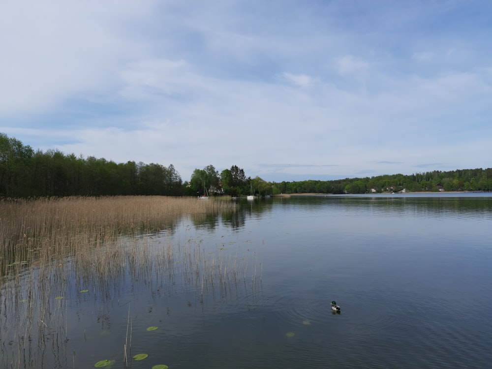 un canard nageant dans un lac entouré d’herbes hautes