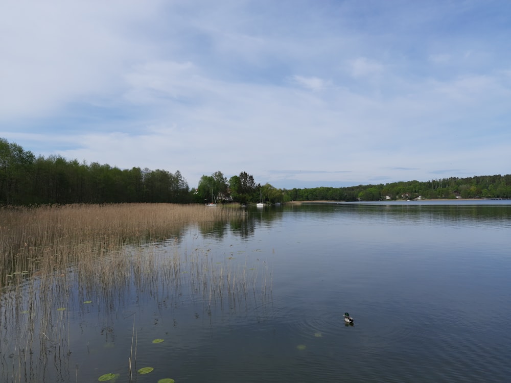 a duck swimming in a lake surrounded by tall grass