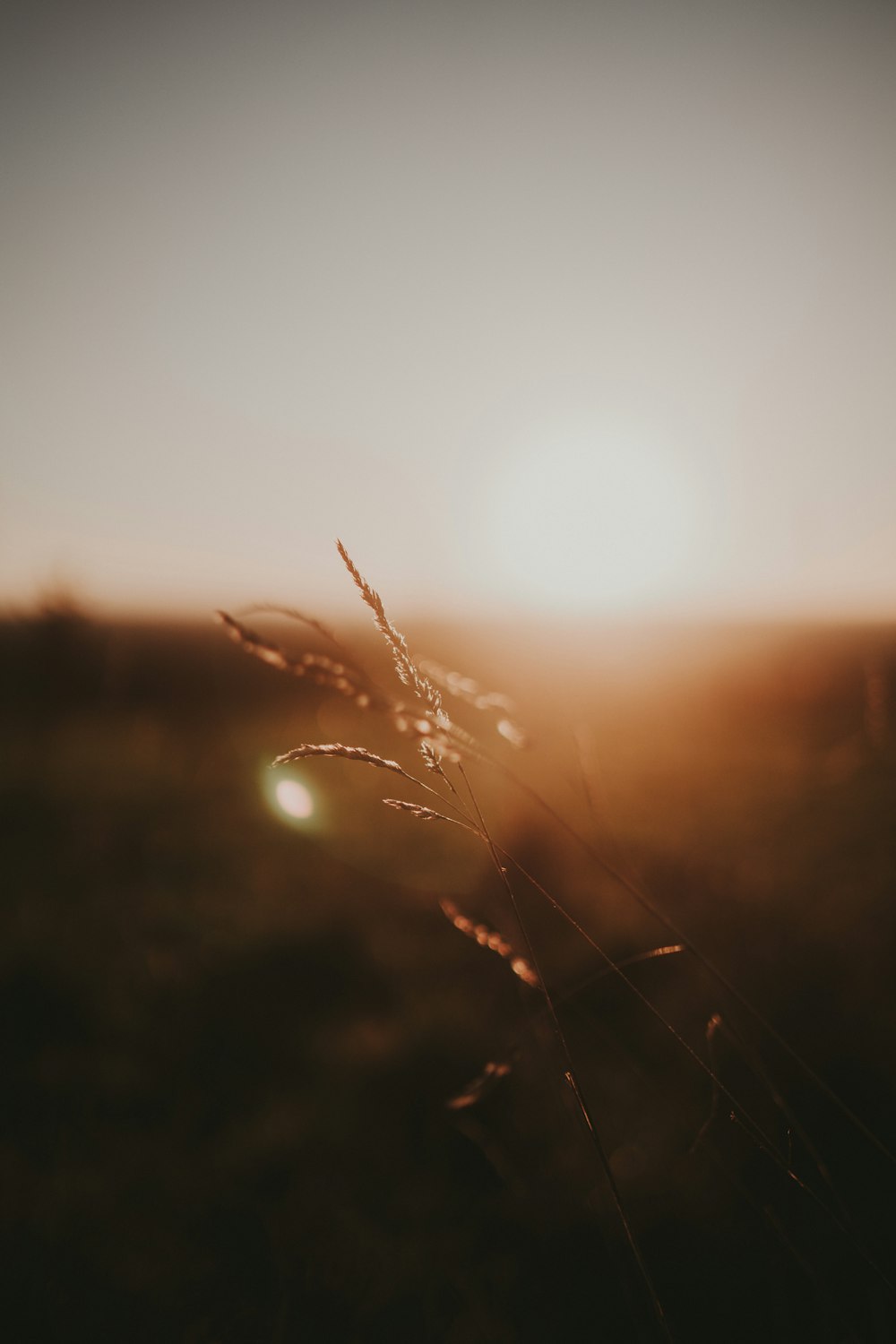 the sun is setting over a field of grass