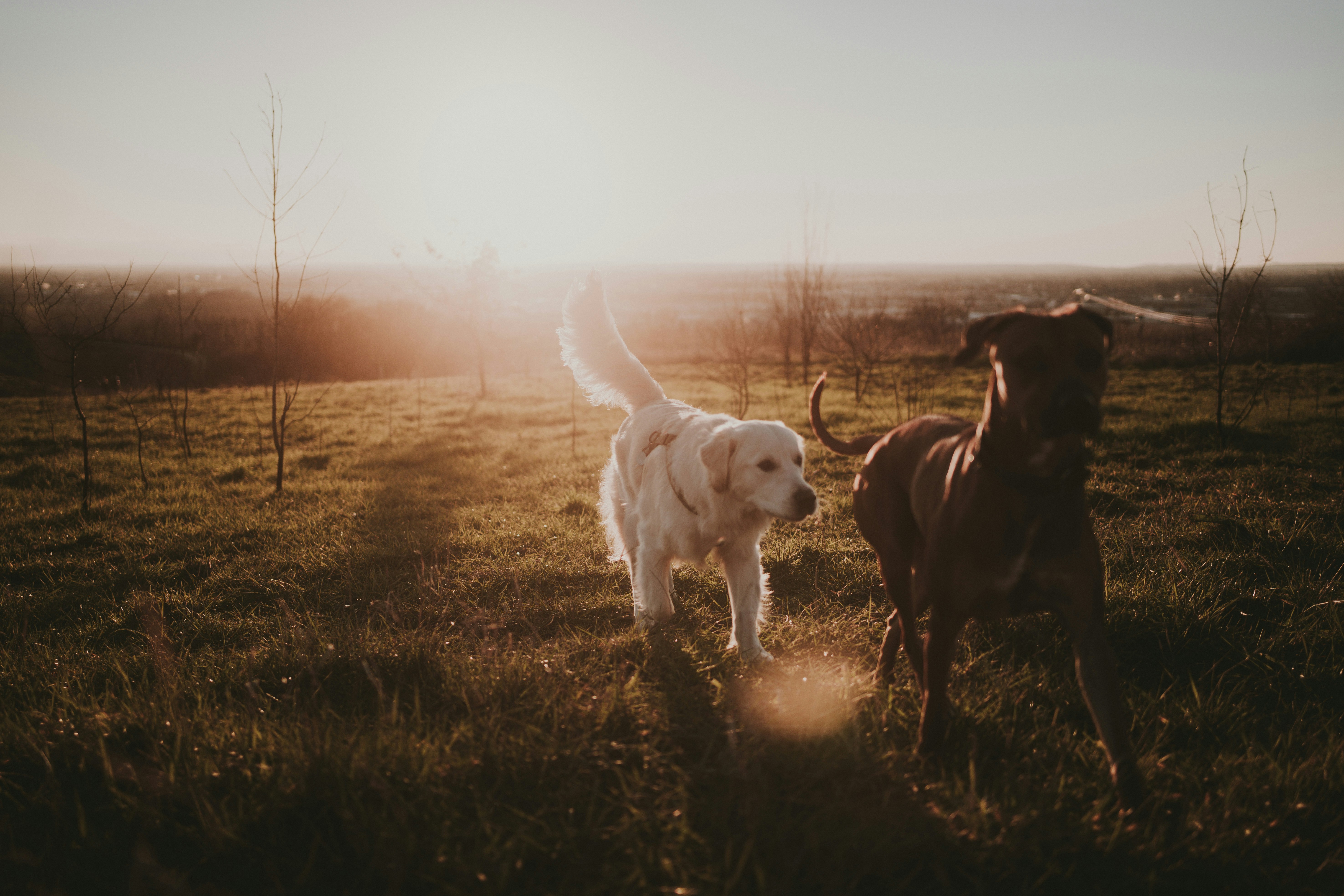 Man's best friend is something to behold in all forms: gorgeous Golden Retrievers, tiny yapping chihuahuas, fearsome pitbulls. Unsplash's community of incredible photographers has helped us curate an amazing selection of dog images that you can access and use free of charge.