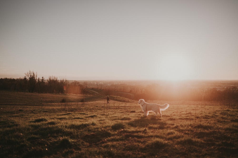 a dog is standing in a field at sunset