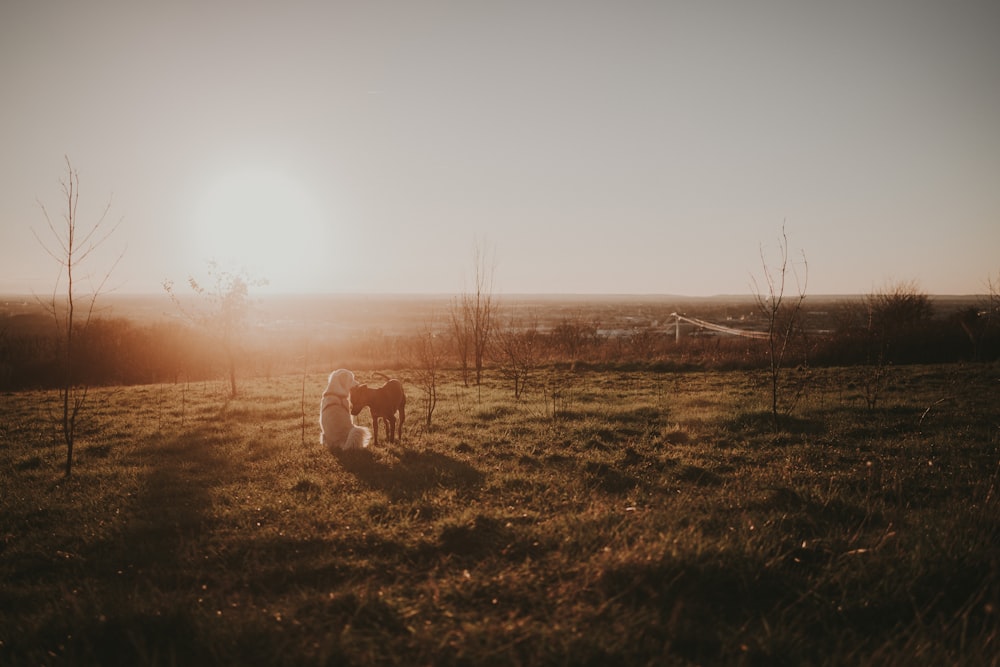 a couple of dogs standing on top of a lush green field