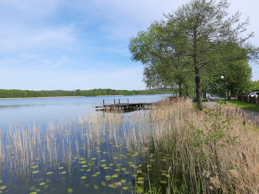 uno specchio d'acqua circondato da alberi ed erba