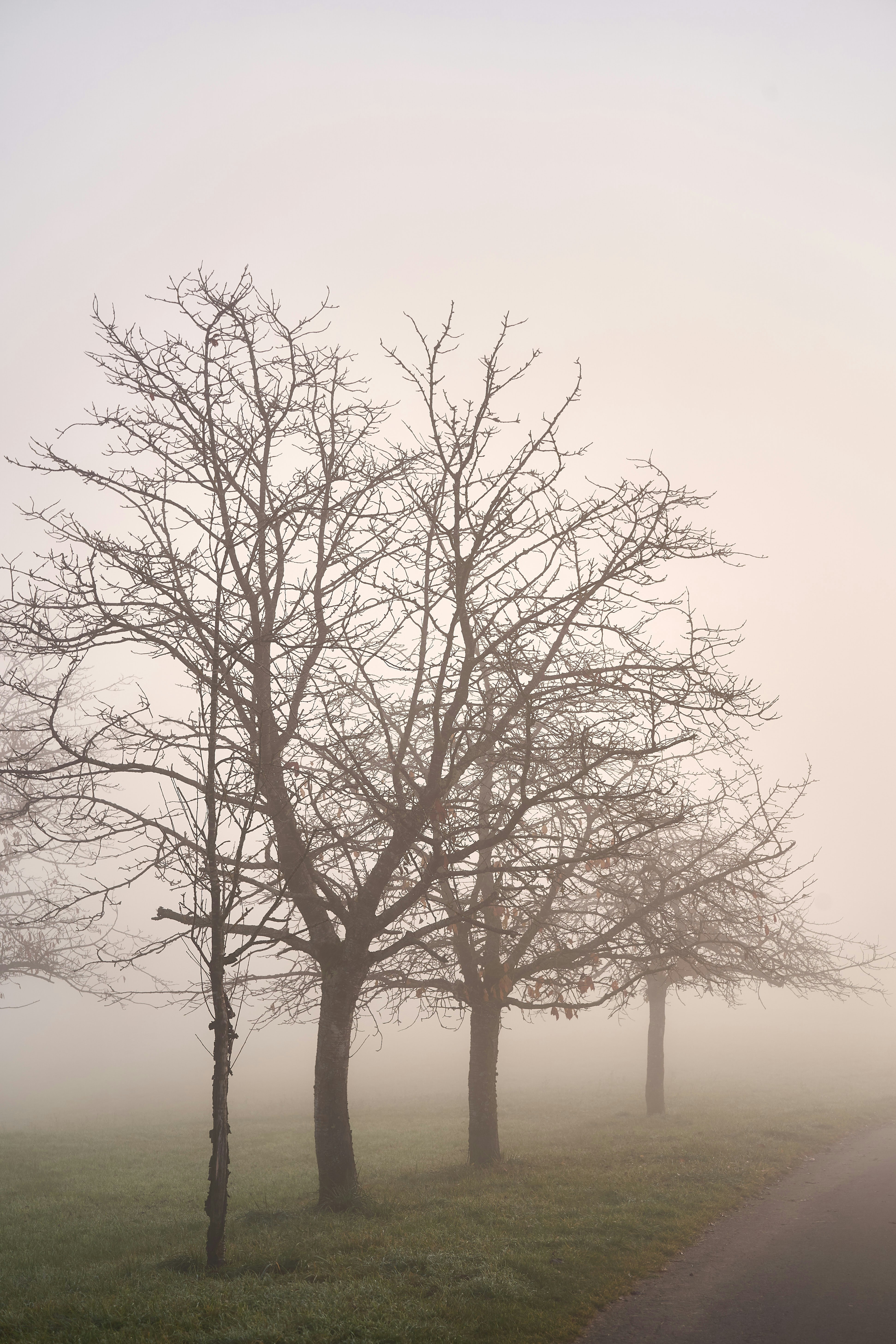 Photo by wolfgang_hasselmann