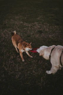 Two playful pups sharing a gentle tug-of-war with a bright red rope toy.