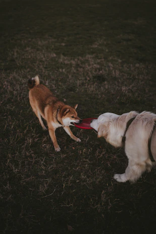 Two playful pups sharing a gentle tug-of-war with a bright red rope toy.