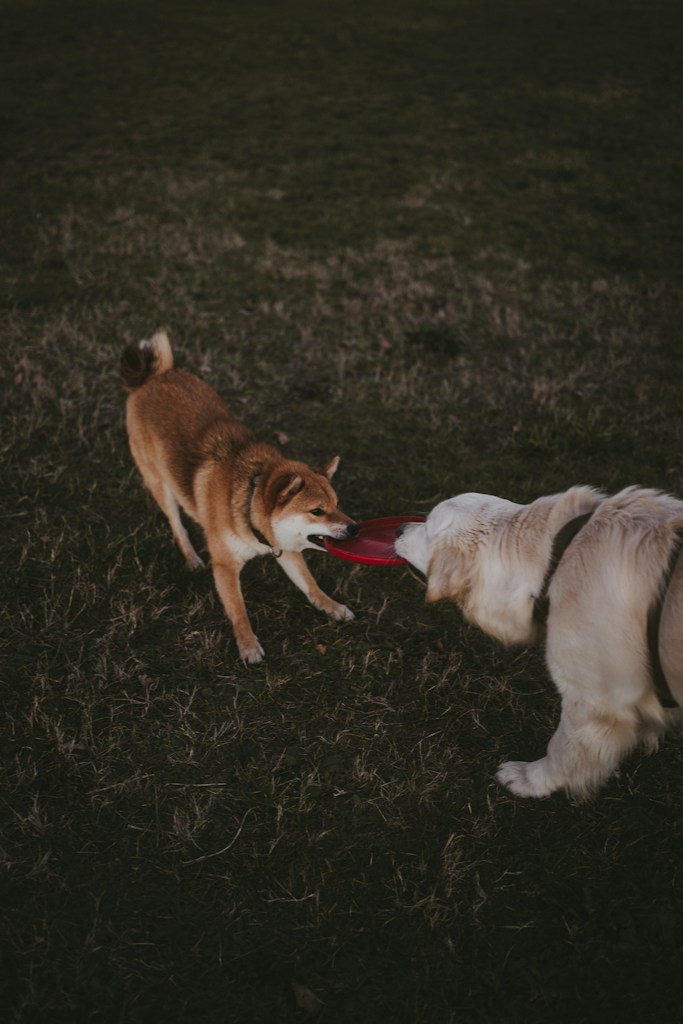 Dog Frisbee Toy