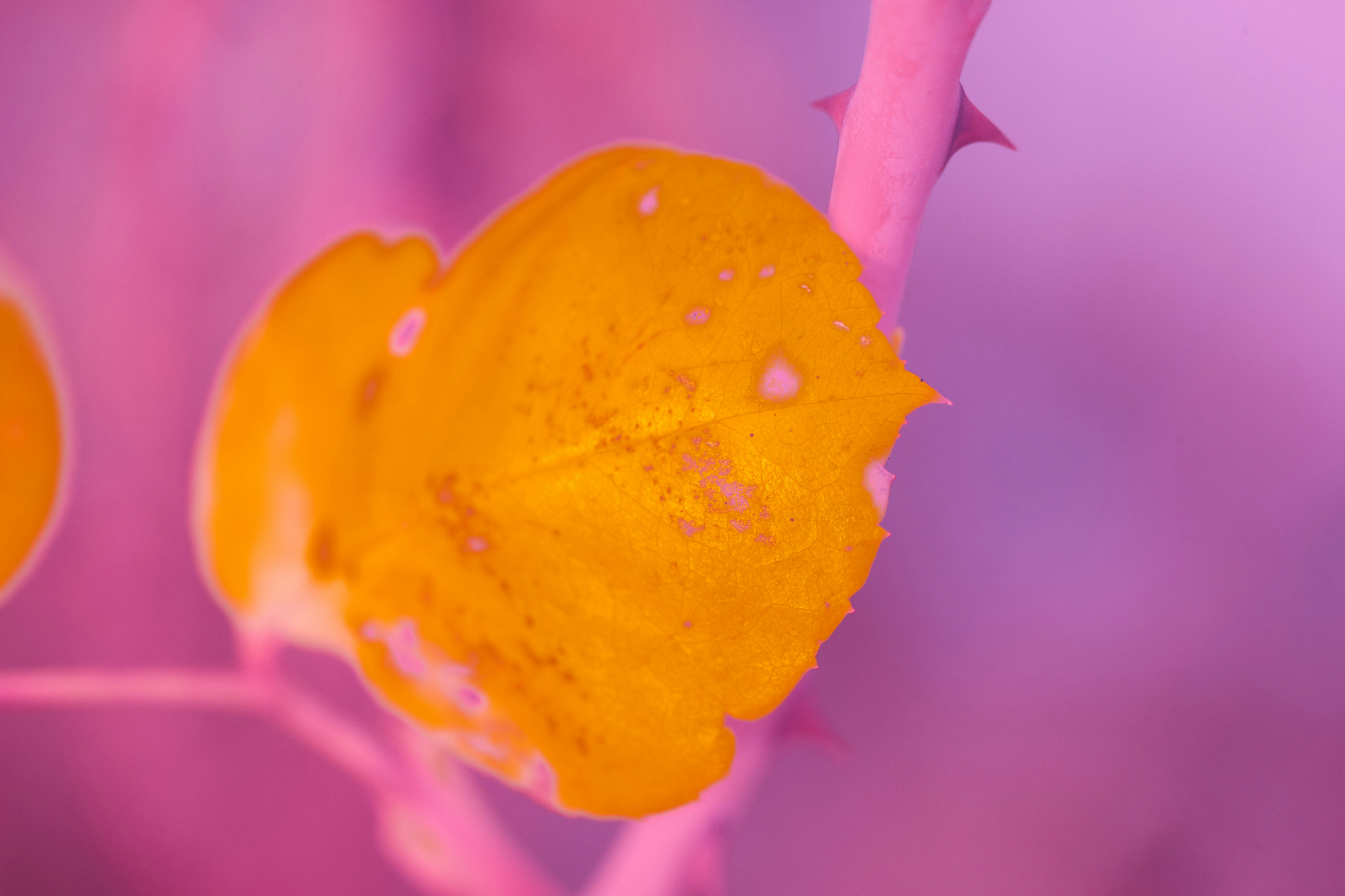 Photo by wolfgang_hasselmann