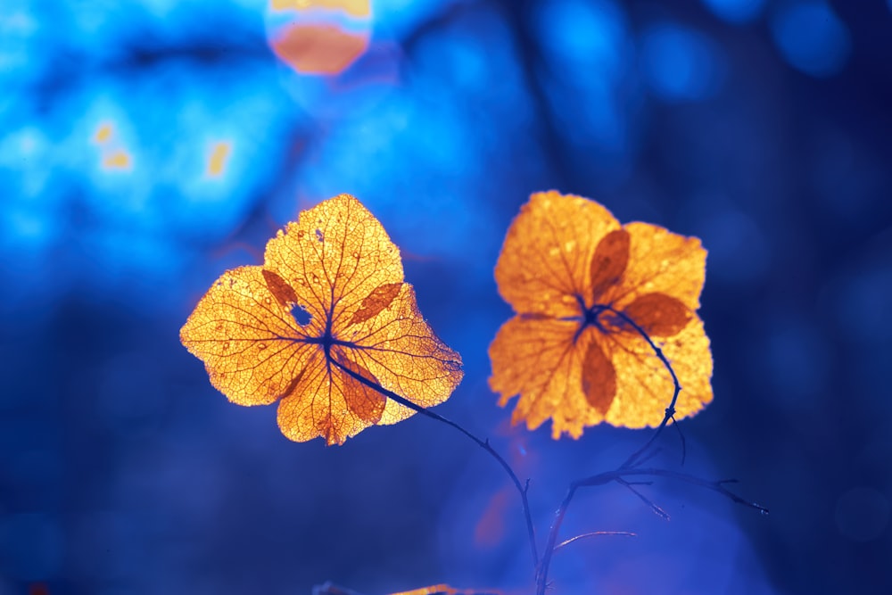 a couple of yellow flowers sitting next to each other