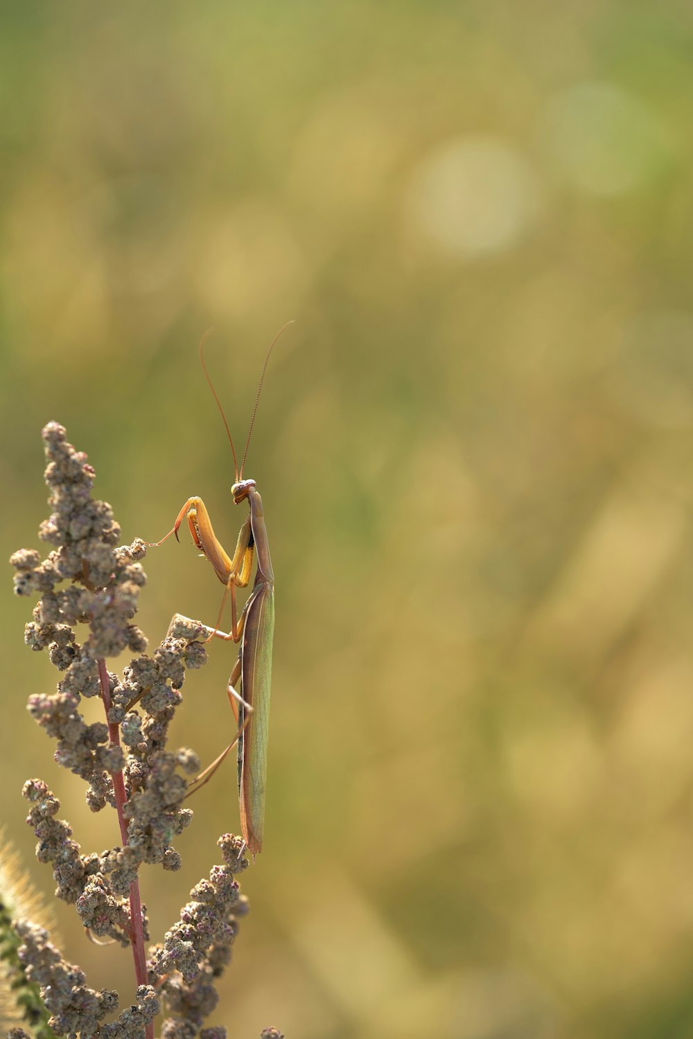 a praying mantissa sitting on top of a flower