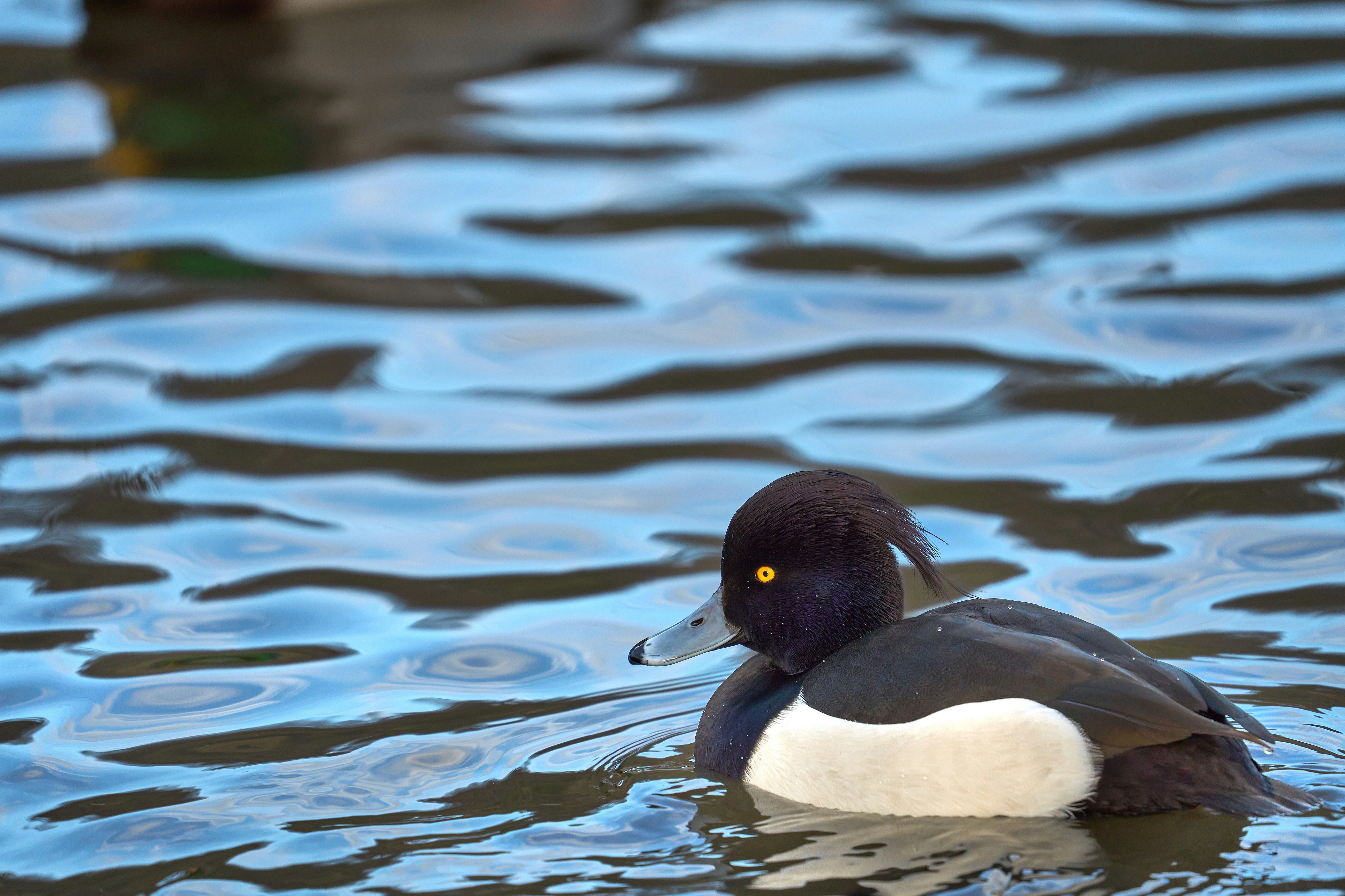 Photo by wolfgang_hasselmann