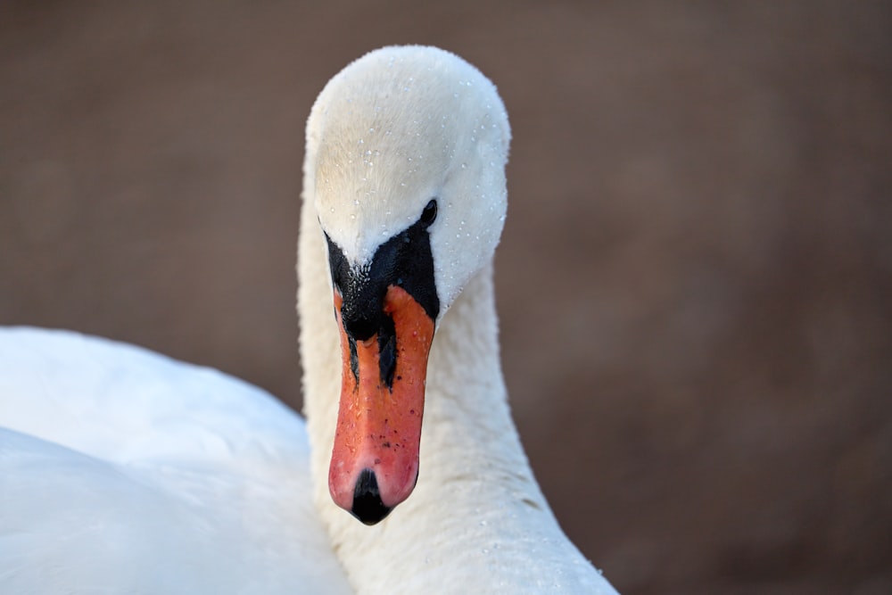 a close up of a white swan with orange beak