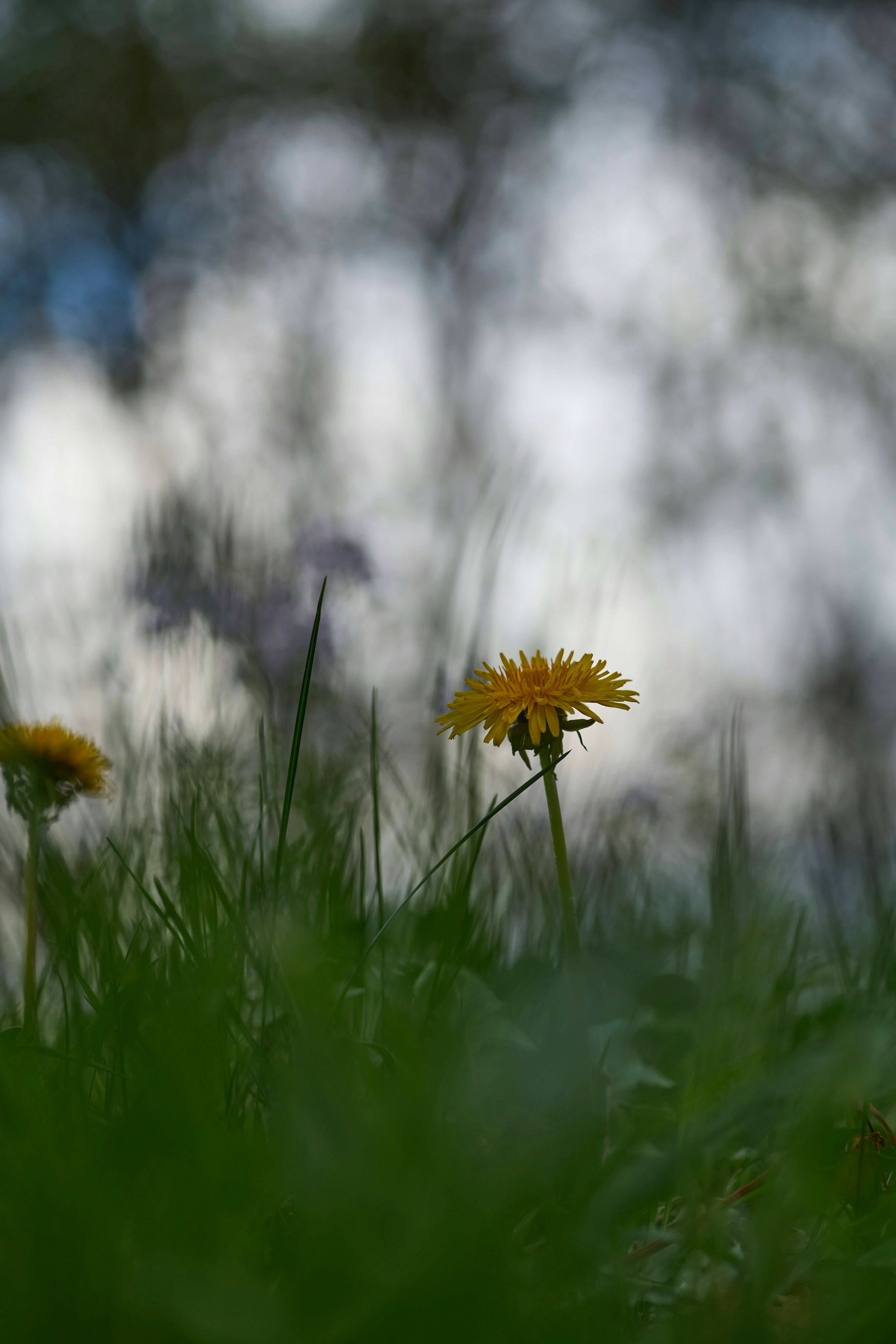 Photo by wolfgang_hasselmann