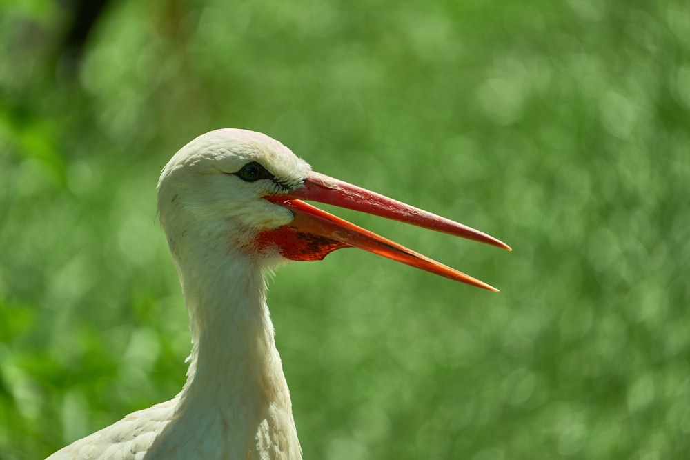 a close up of a bird with a long beak