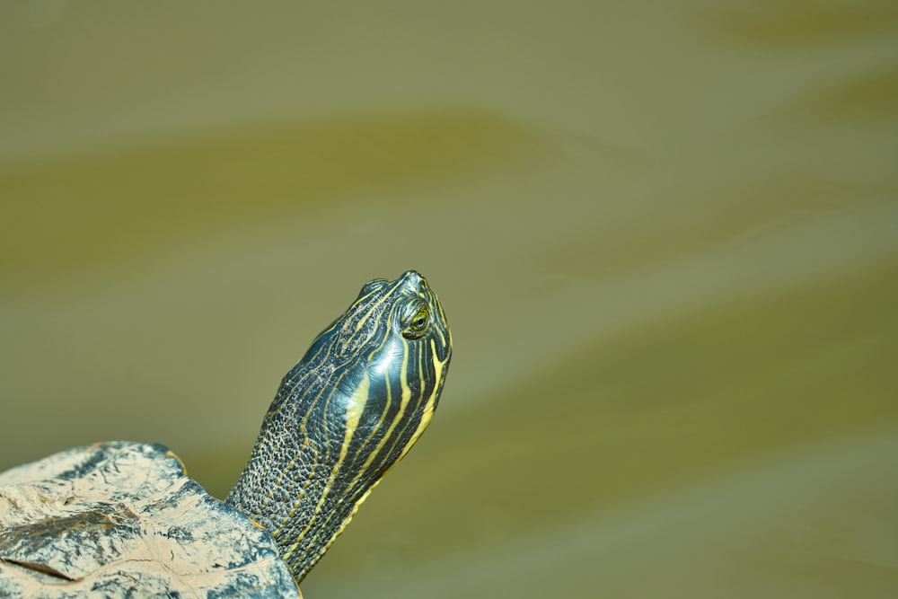a close up of a turtle in a body of water