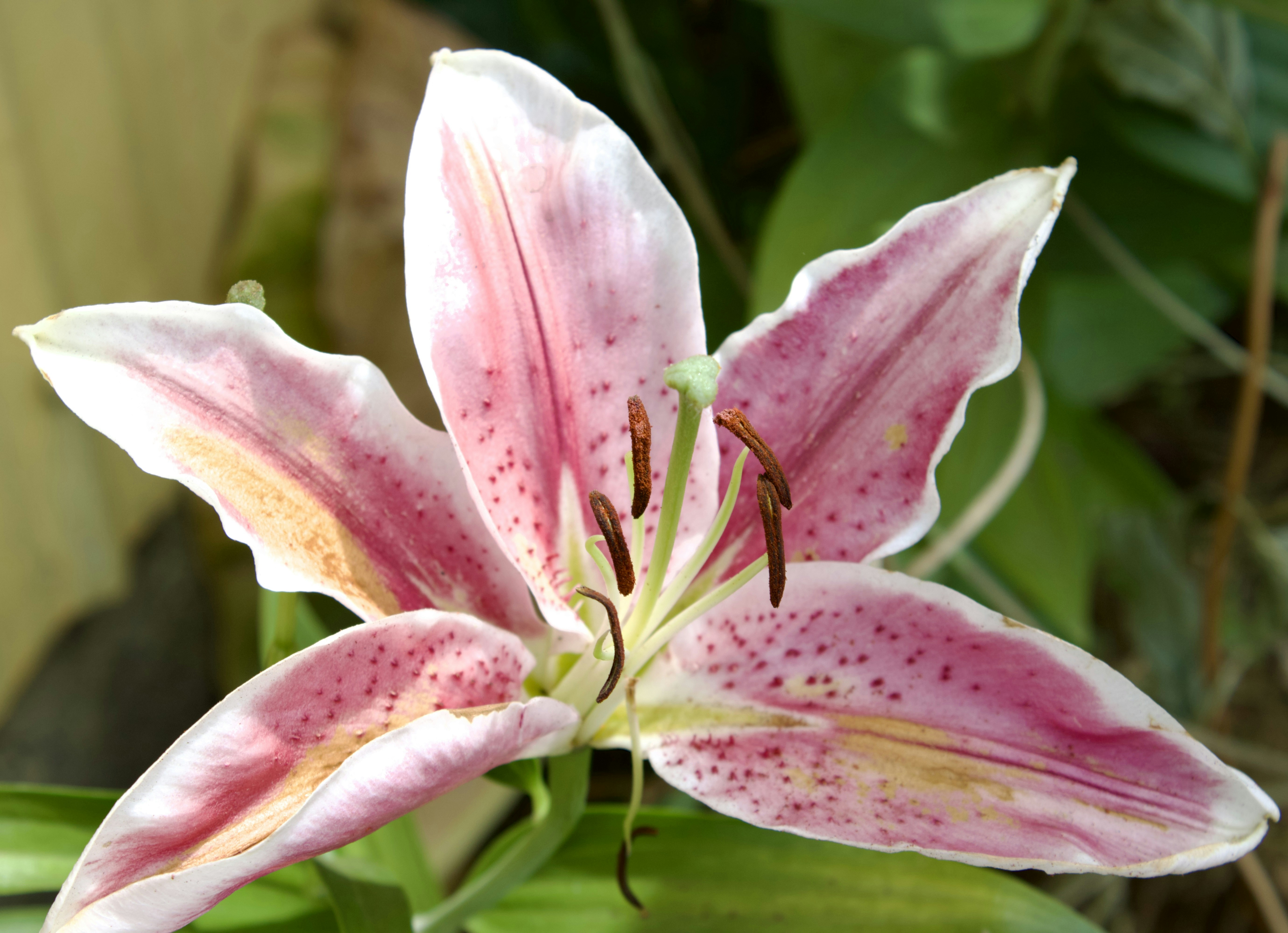 Photo by theskinnyratt