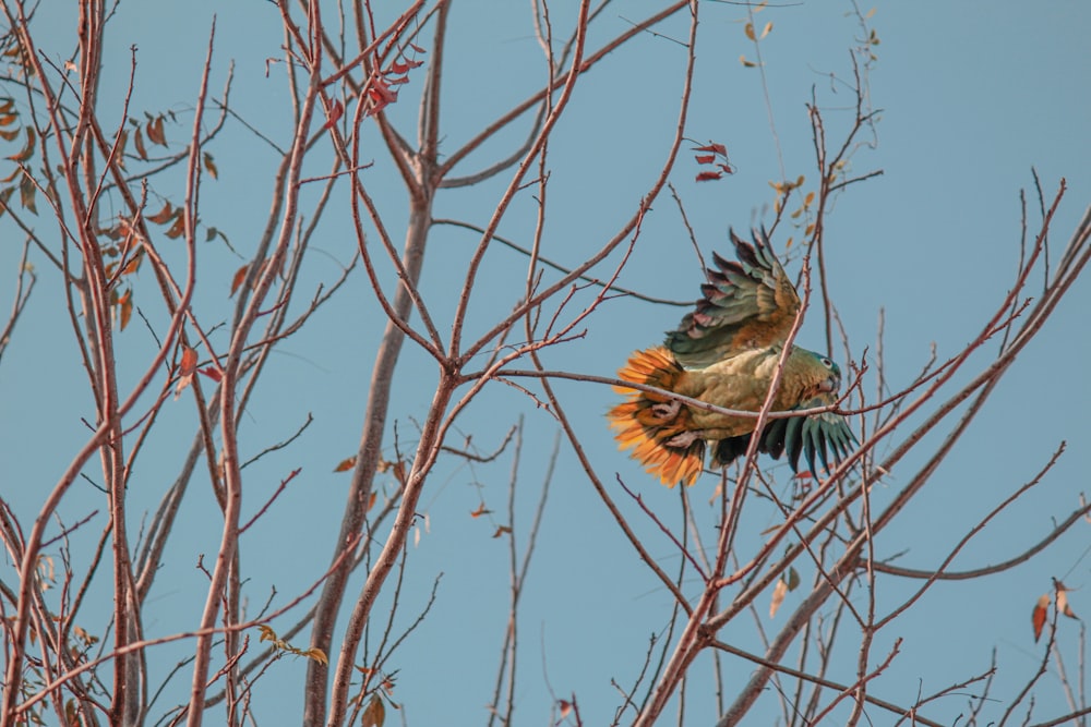 a couple of birds that are sitting in a tree