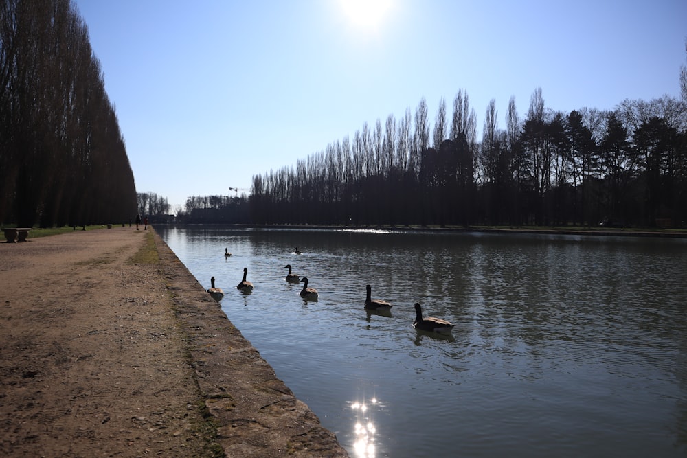 a group of ducks floating on top of a lake