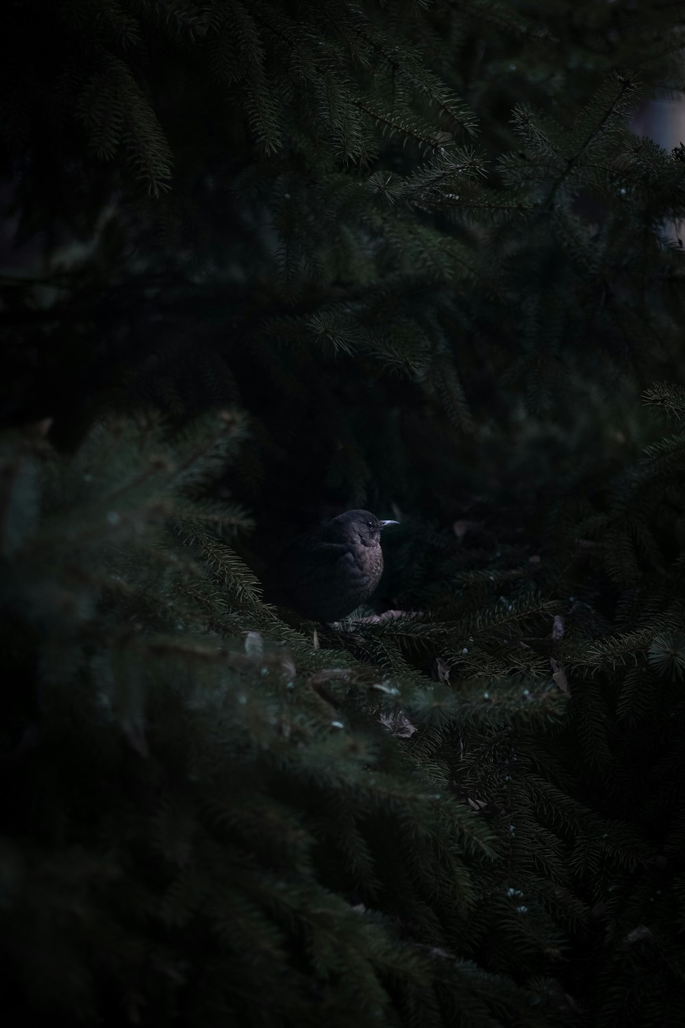 a small bird sitting in the middle of a pine tree