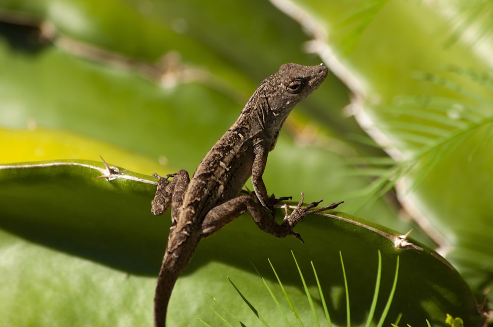 a lizard sitting on top of a green leaf