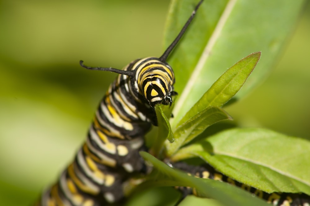 a close up of a caterpillar on a leaf