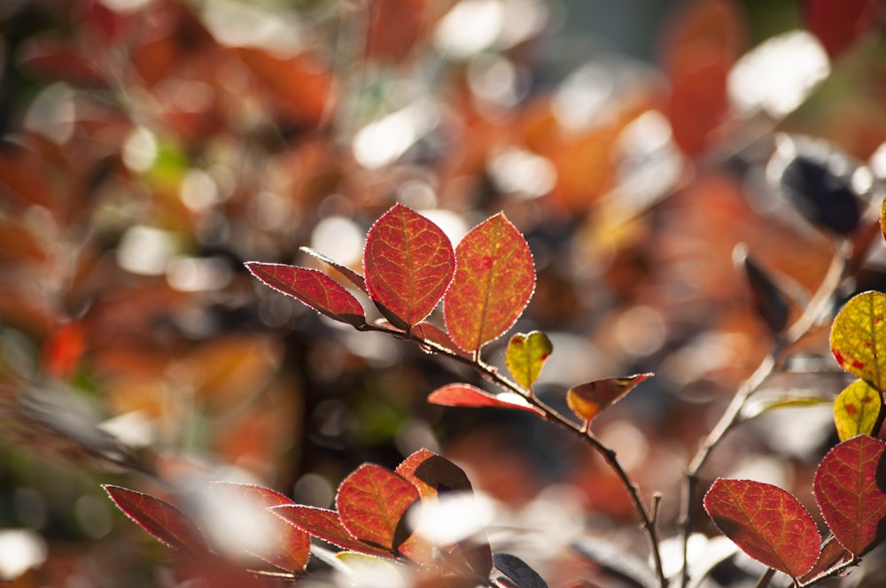 a close up of a plant with red leaves