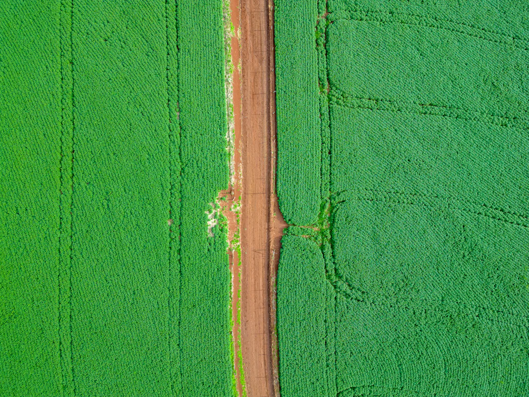 Vista aérea de lavouras verdes e estrada de terra no interior do Paraná