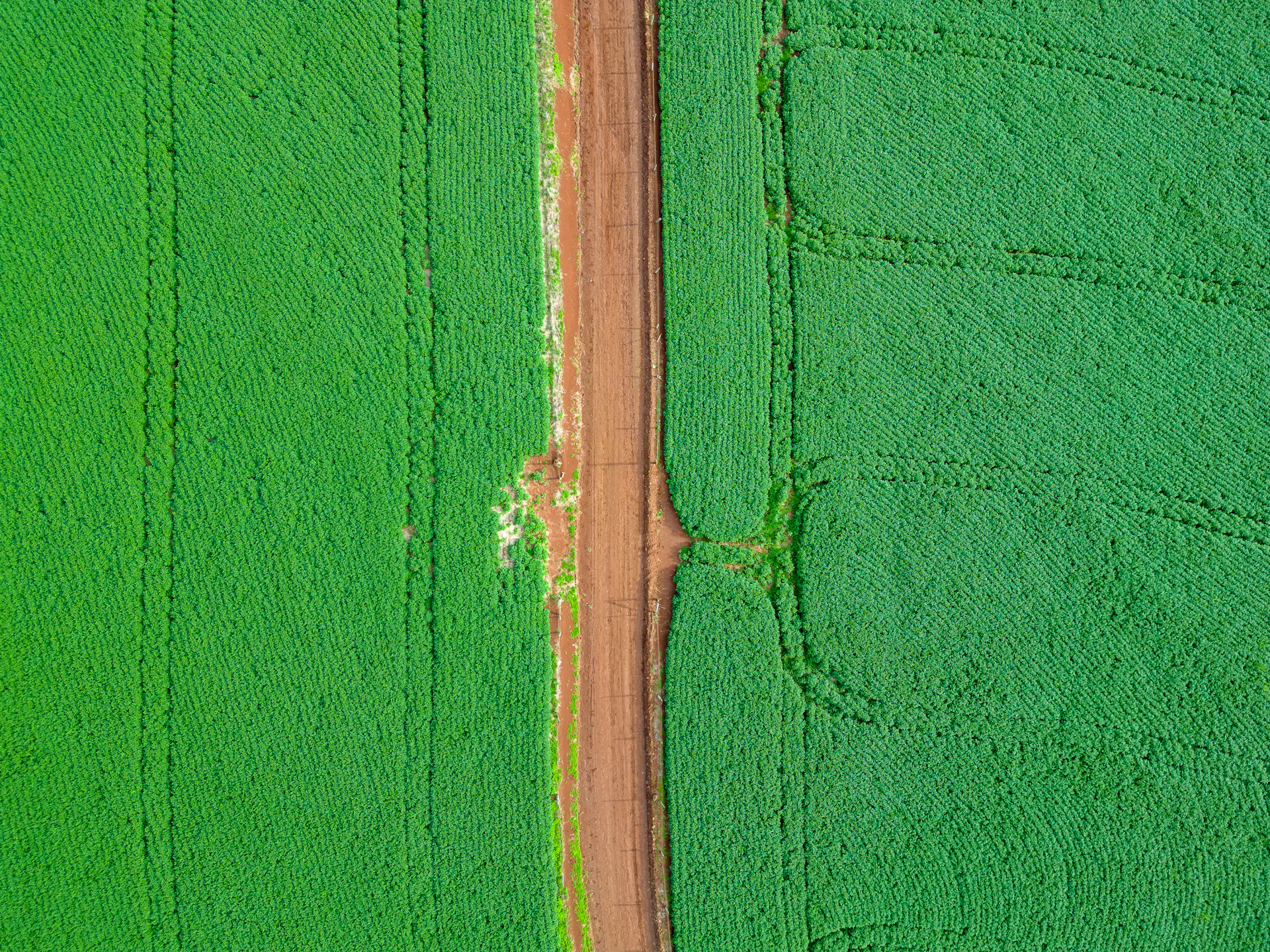 Vista aérea de lavoura de soja cortada por estrada de terra
