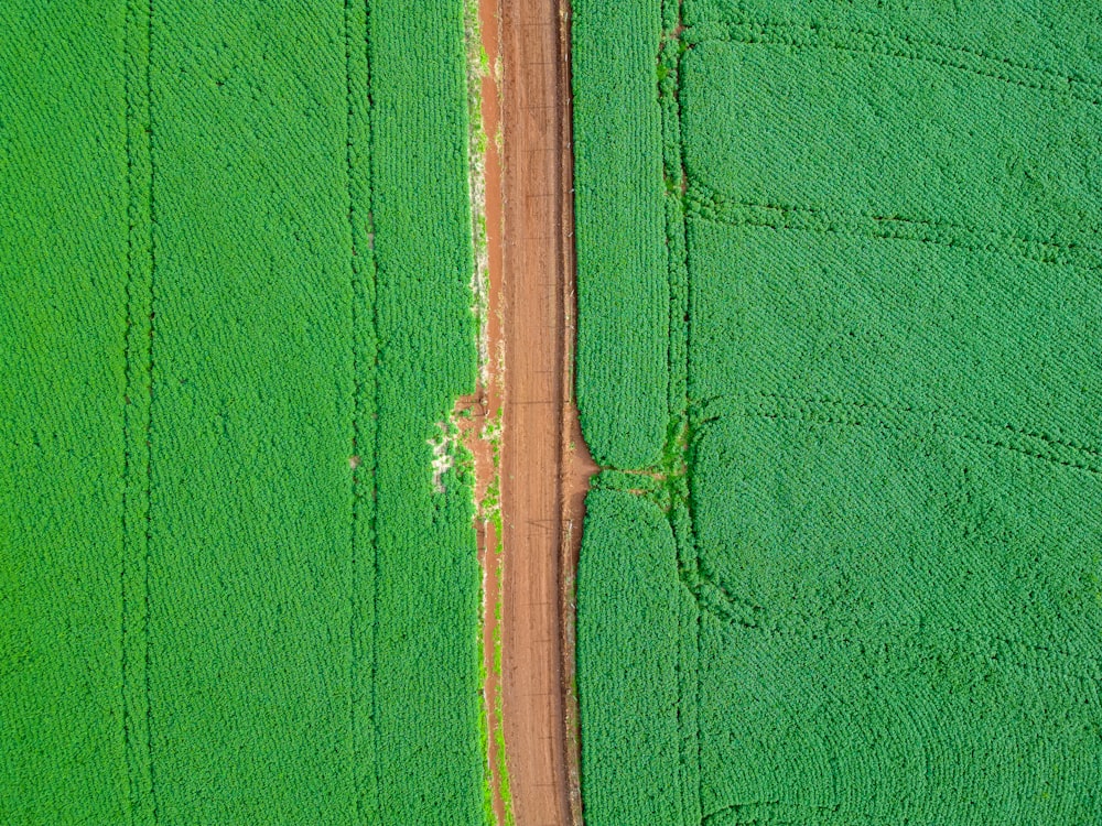 una veduta aerea di una strada sterrata in un campo verde