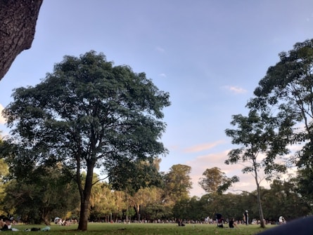 A peaceful park scene with large trees and a grassy area filled with people relaxing. The sky is partly cloudy with light blue and subtle pink hues, suggesting either early morning or late afternoon light. The atmosphere is calm and serene.