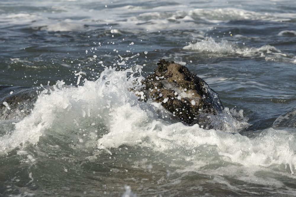 a seal in the water with it's mouth open