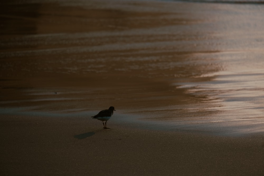 a small bird standing on a beach next to the ocean