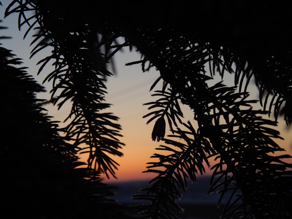 the sun is setting through the branches of a tree